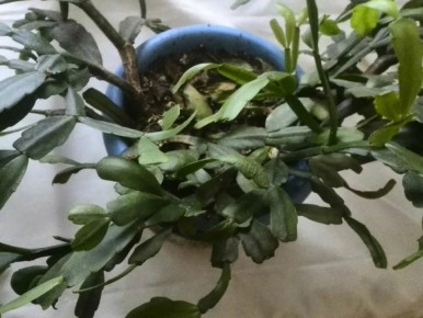 ������ ��������� �� ������ �������: ������ �������� ������