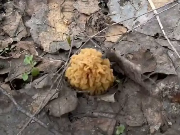 Секреты весеннего грибного сезона в Подмосковье: когда и какие грибы искать