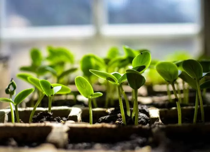 Тайны успешного роста рассады: когда и чем подкармливать