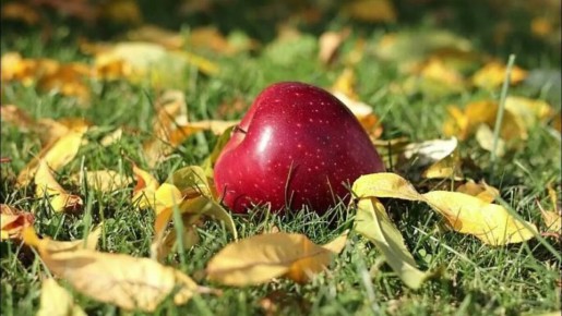 Забота о плодовых деревьях: как подготовить сад к зиме с умом