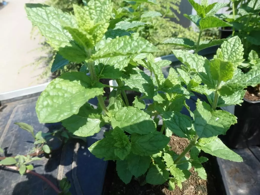 Ароматная мята у вас дома: секреты успеха