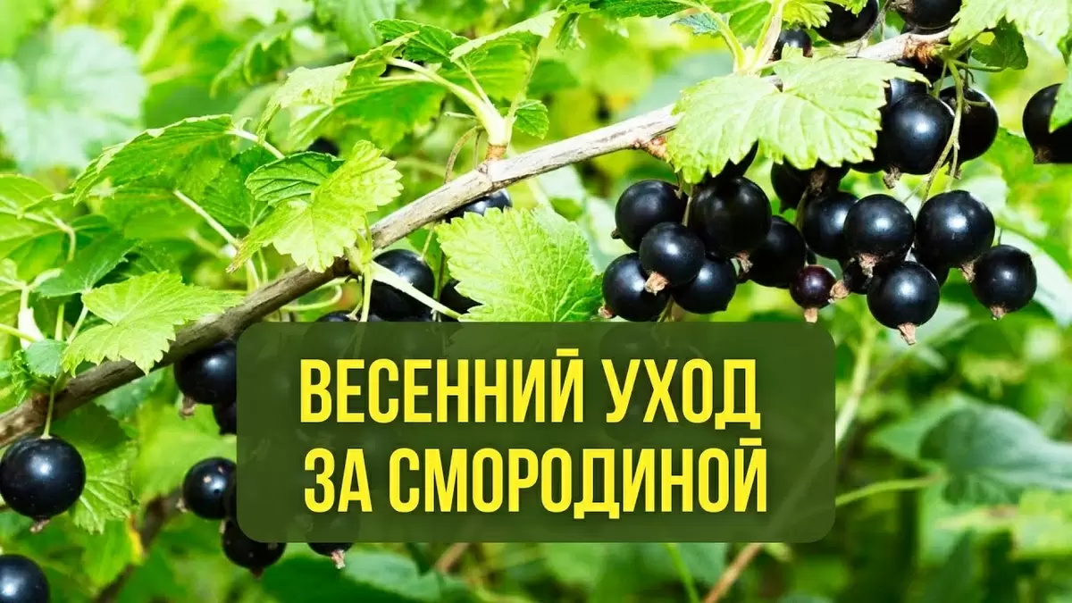 Как добиться богатого урожая смородины: весенние секреты ухода