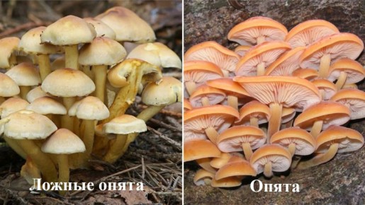 �����: ��� ���������� ��������� ����� � �������� ������� ��������