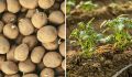 Как вырастить превосходный картофель: секреты и советы