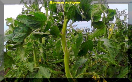 �������� �������� � ��������: ��� �� ��������