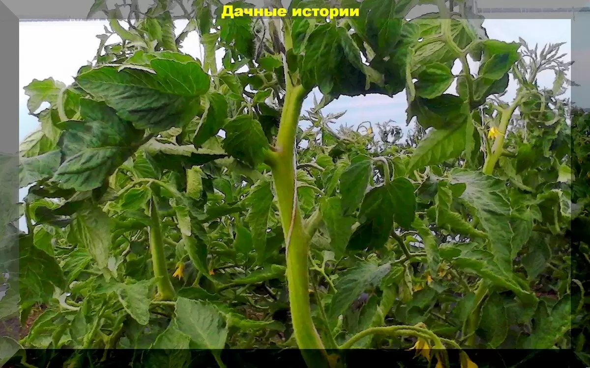 Основные проблемы с томатами: как их избежать