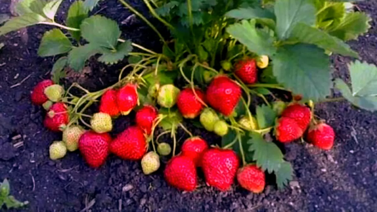 Секретный ингредиент для клубники: как банановая кожура увеличивает урожай в 4 раза