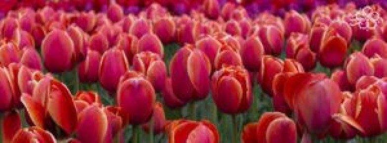 ���������� ��������� ��������: ������� ������� ������� ���������