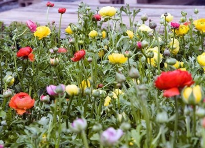 ����������: ��������� ������, ������� ������� ��� ���