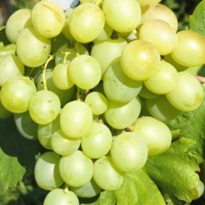 �������� ��������: �������� �����, ��������������� ��� ���������