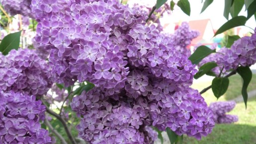 ���� �� ������� ������: ������� �������� ������� � ���������