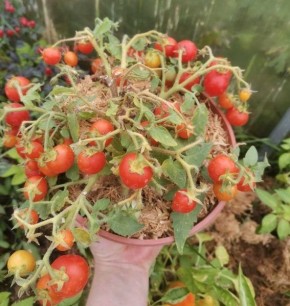 ����� ����: ���������� ���� ��� ������� � ���������� �������