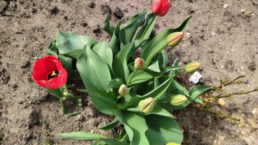 ������ ������� ��������: ����� ������� ������� ��� ������