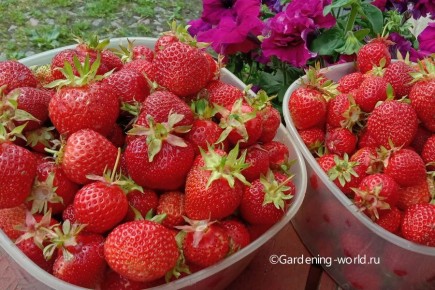 ������� ����� �� ���������: ��� ��������� ������ ������