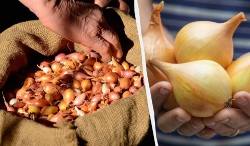 ��� ����������� ���� ����� ������ �������� ����������� ������