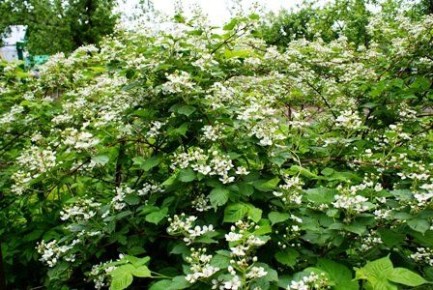 ��� ��������� ���������� ������� ������ ��� �������� ������