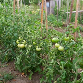 ����������� ������: �����, ������� ������ �������� �������