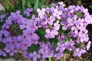 ������ ������: ������� ��������� ����������� � ����� �� ����������