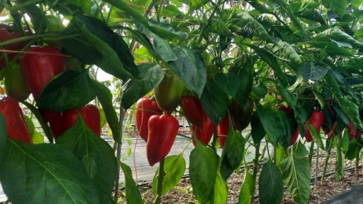 ����� ���: ��������� ����� ��� ������� ������ � ����� ����