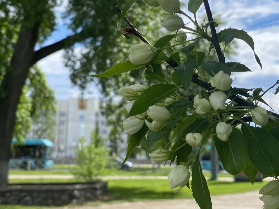 На площади Ленина начинается цветение яблонь На площади Ленина начинается цветение яблонь
