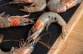 Наносеребряное лекарство для креветок: революция в борьбе с вирусами