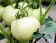 Томат Снежно-белый: спокойный взгляд на необычный сорт и его уход