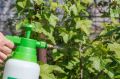 Эффективные способы борьбы с вредителями на кустах смородины