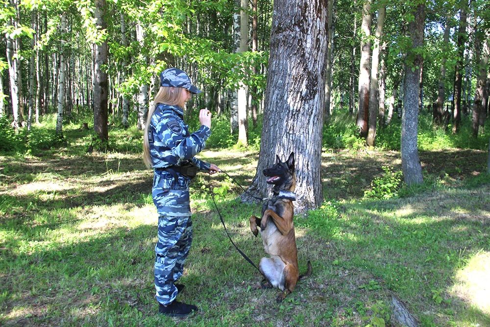 Полицейские-кинологи приняли участие в профориентационном мероприятии для юных жителей города Новодвинска Полицейские-кинологи приняли участие в профориентационном мероприятии для юных жителей города Новодвинска