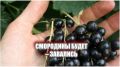 Как ухаживать за смородиной в августе: секреты для богатого урожая