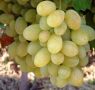 Виноград Виктория: Столичный фаворит с неповторимым вкусом