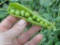 Горох как искусство: сажаем для удовольствия и вызова соседей