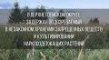 Сотрудниками уголовного розыска отделения полиции «Верхнетоемское» МО МВД России «Красноборский» был установлен подозреваемый в наркопреступлении