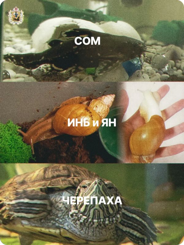 Сегодня – Всемирный день защиты животных! Сегодня – Всемирный день защиты животных!