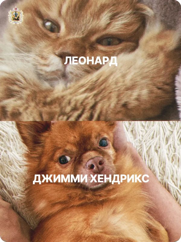 Сегодня – Всемирный день защиты животных! Сегодня – Всемирный день защиты животных!