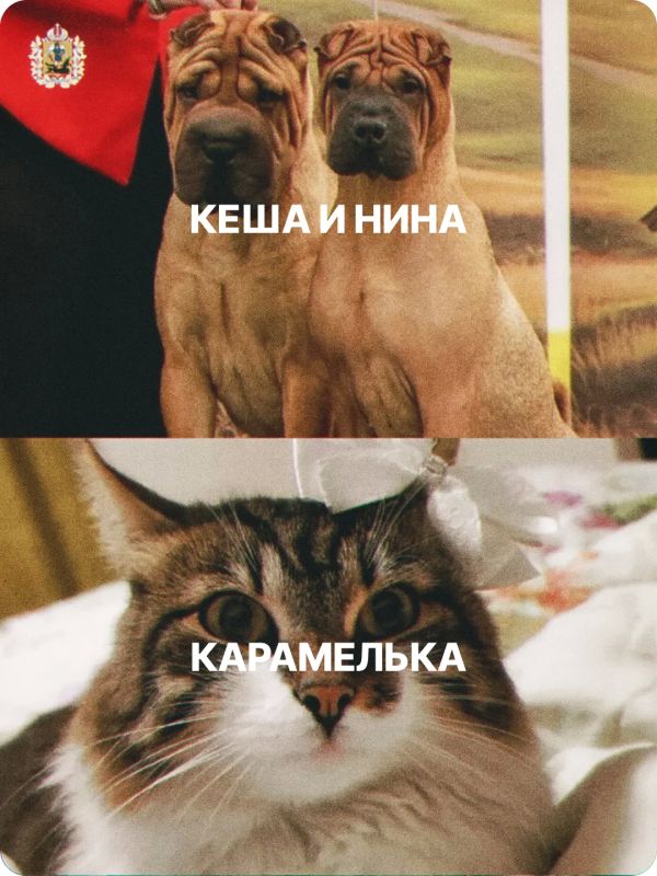 Сегодня – Всемирный день защиты животных! Сегодня – Всемирный день защиты животных!