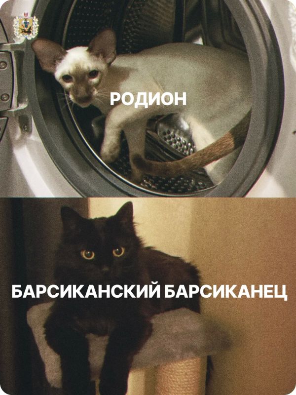 Сегодня – Всемирный день защиты животных! Сегодня – Всемирный день защиты животных!