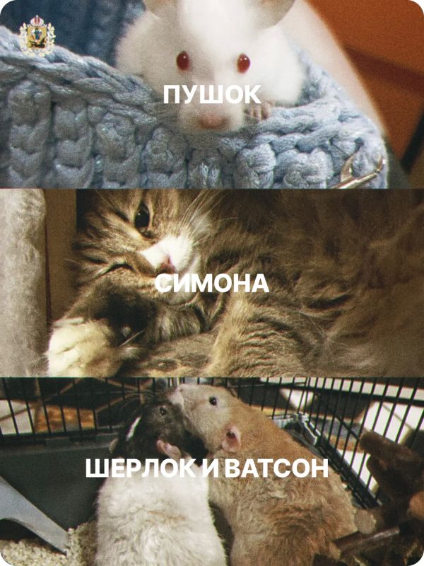 Сегодня – Всемирный день защиты животных! Сегодня – Всемирный день защиты животных!