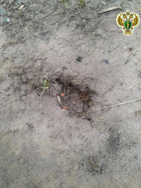 В Архангельской области Приморская межрайонная прокуратура держит на контроле ситуацию с выходом медведей к населенным пунктам В Архангельской области Приморская межрайонная прокуратура держит на контроле ситуацию с выходом медведей к населенным пунктам