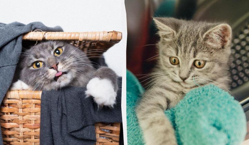 Почему кошки так обожают чистое белье?