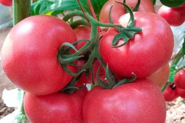 Пинк Гарант: секреты успеха выращивания сочных томатов