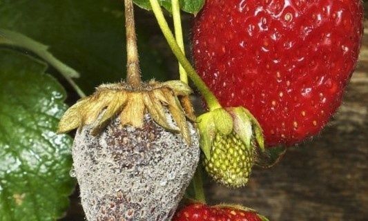 Как спасти урожай клубники в дождливую погоду: советы агрономов