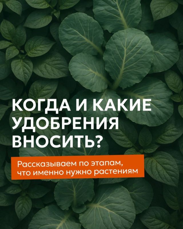 Удобрения для растений: секреты успешного урожая