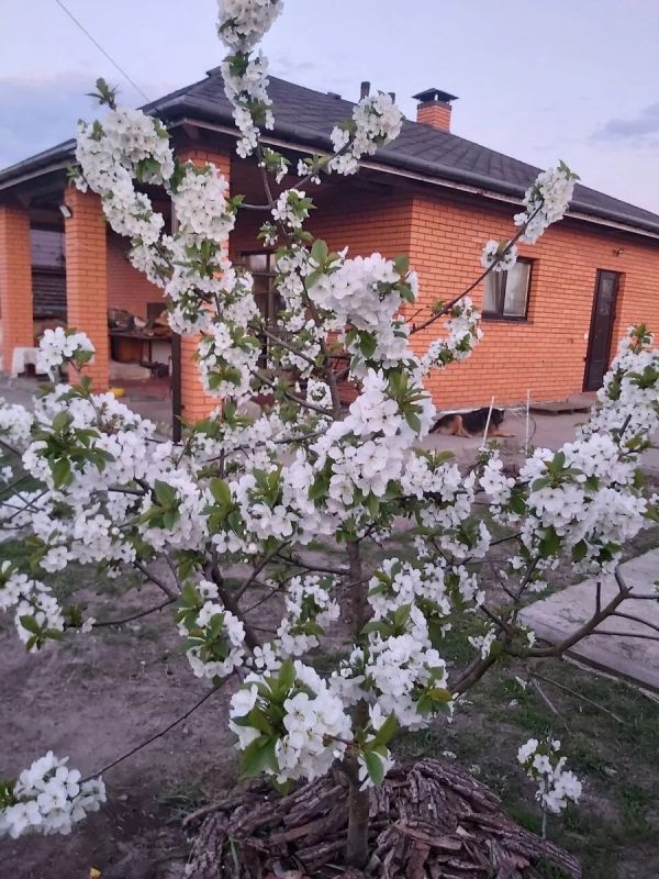Как грамотно сажать деревья и кустарники весной