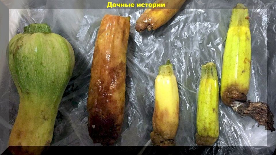 25 ответов на важные вопросы дачников