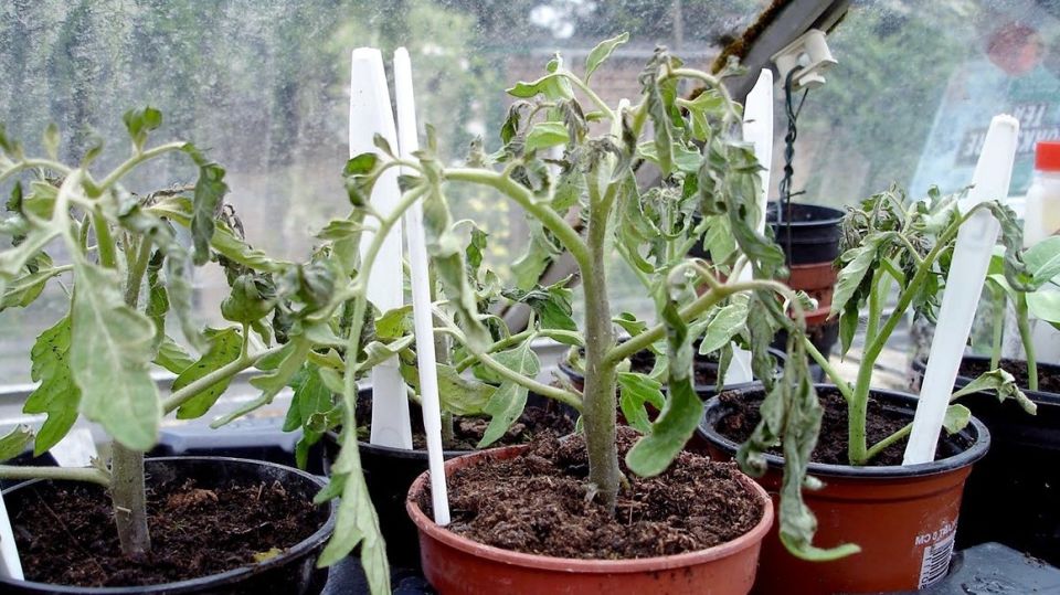 Как вернуть к жизни бледную рассаду томатов: секреты от агронома