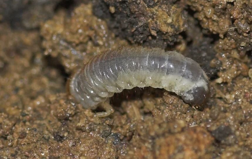 Надежные стратегии весенней борьбы с почвенными вредителями