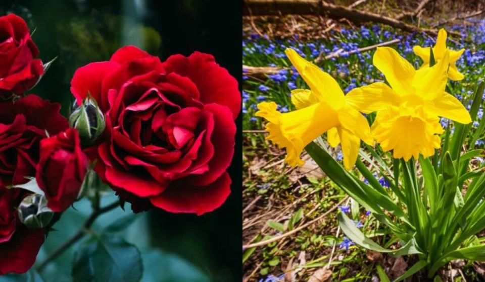 Цветы как символы месяцев: какой цветок соответствует вашему времени рождения?