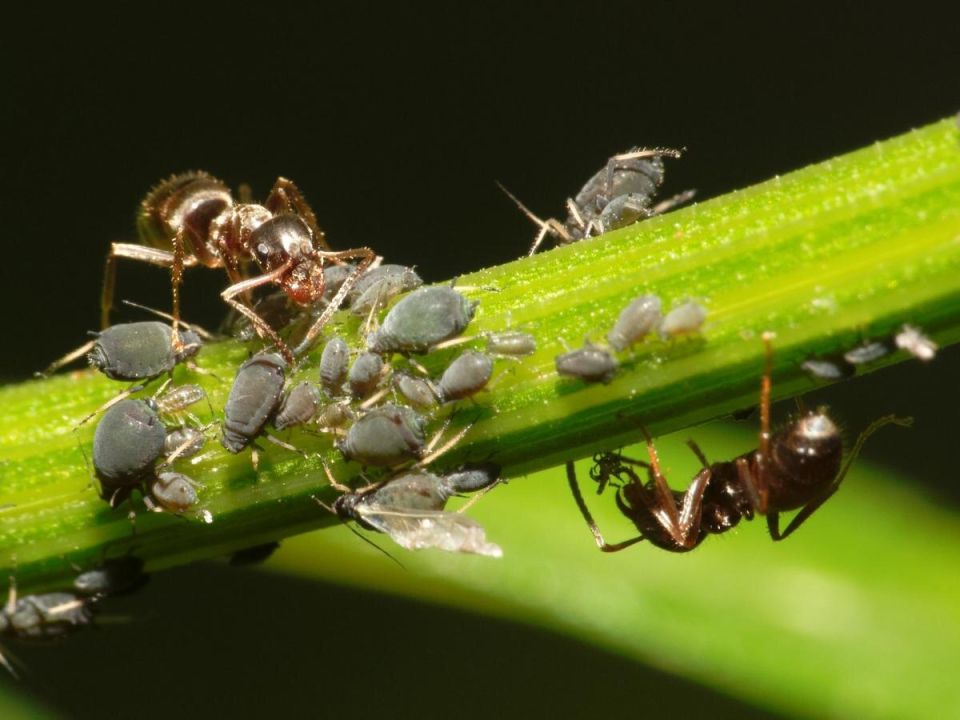 Муравьи в нашем доме и саду