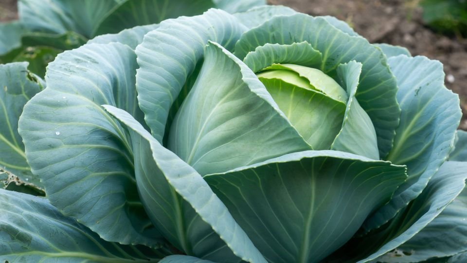Кочерыжки на зиму: как получить хороший урожай капусты на будущий год