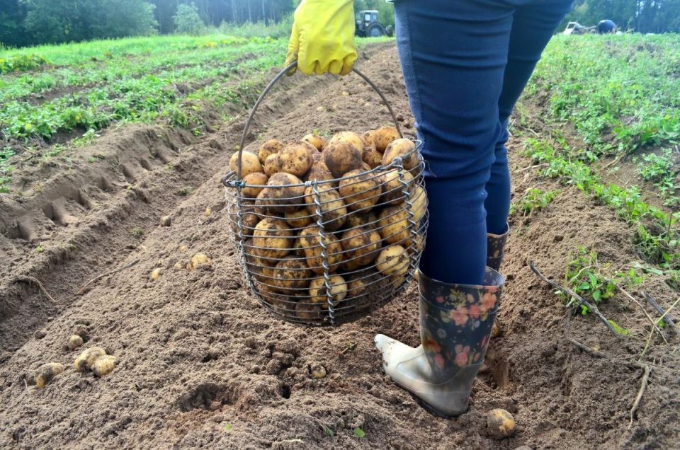 После картофеля: какие культуры гарантируют отличный урожай
